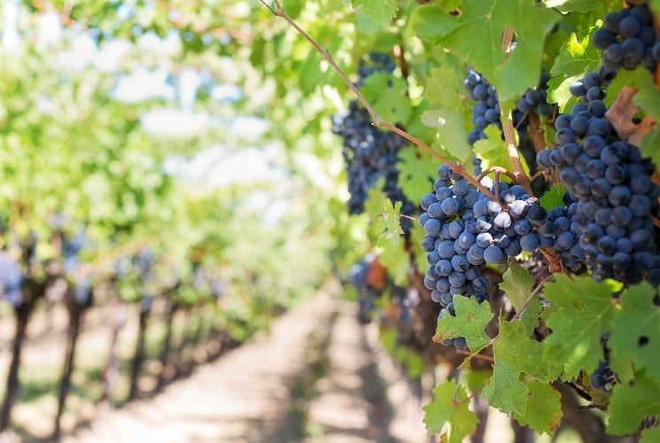 Rows of trees in a vineyard with green leaves and large clusters of purple grapes