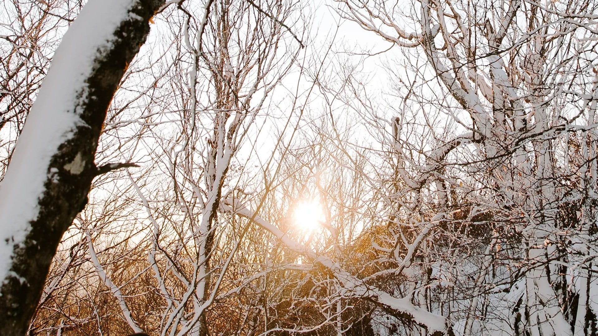 Tree branches in a dense forest covered in freshly fallen snow with sunlight streaming through